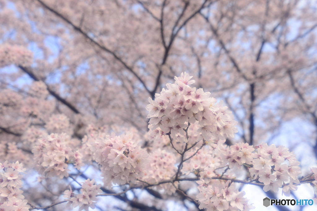 桜絶景