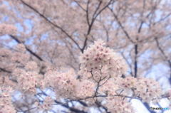 桜絶景