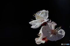 梅は咲いたか～桜は・・・