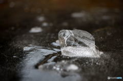 氷庭