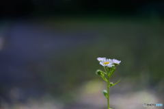 野に咲く花は・・・