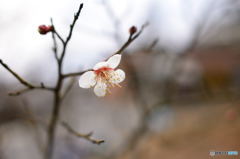一番花