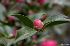 山茶花盛ん