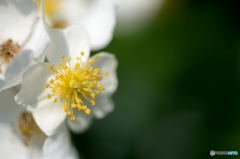 いばらにも花