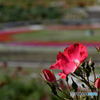 花フェスタ記念公園