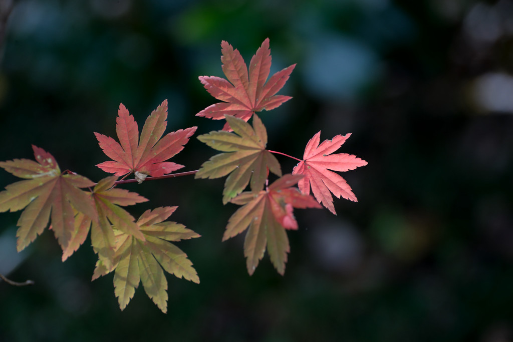 紅葉１