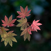 紅葉１