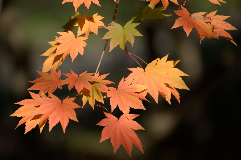 紅葉２