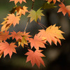 紅葉２