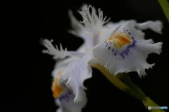 シャガの花