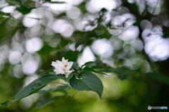 裏山に咲く白い花