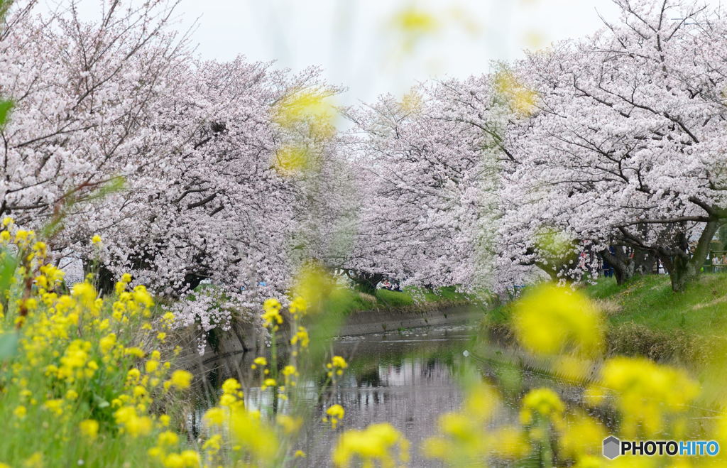 桜花爛漫