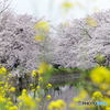 桜花爛漫