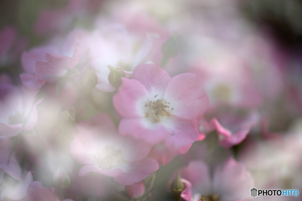 ばらの花束