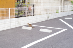 駐車場の猫
