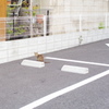 駐車場の猫