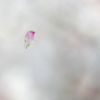 風にふかれて