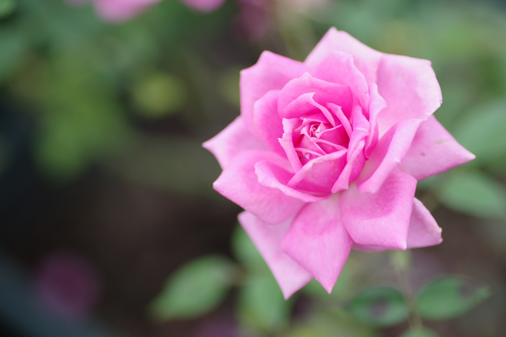 秋薔薇