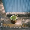鉢植え