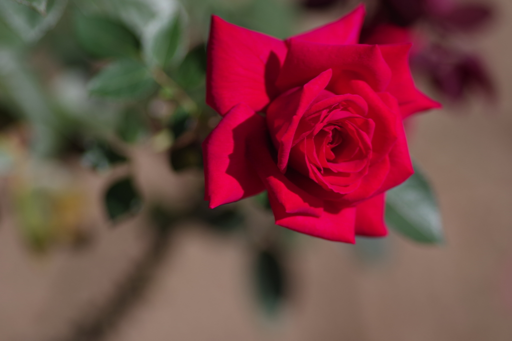 a rose