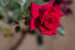 a rose