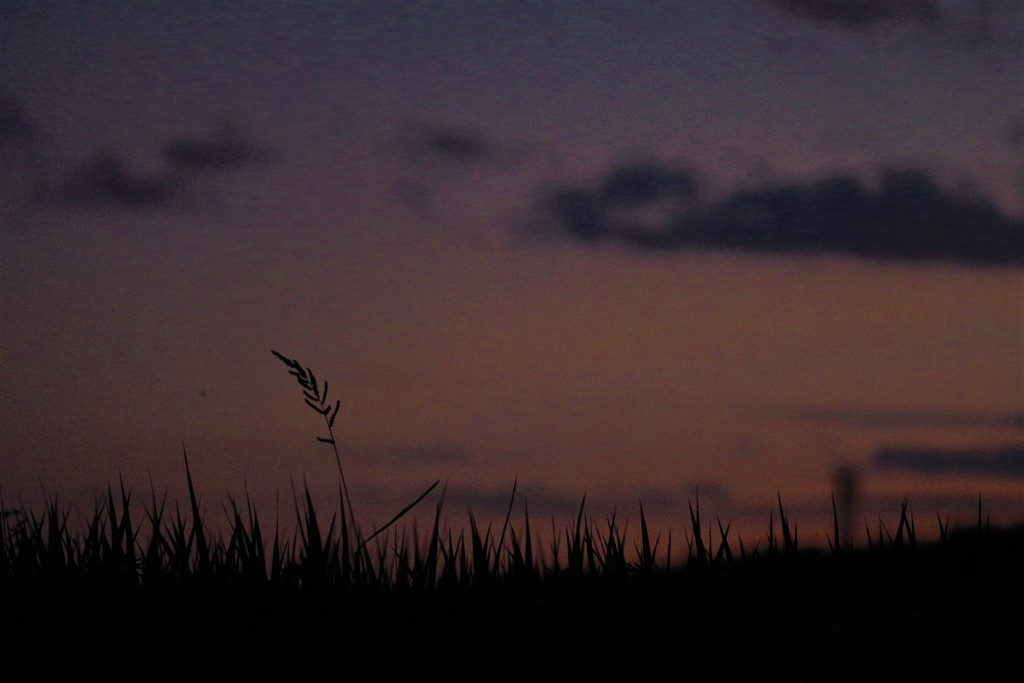 夕暮れ