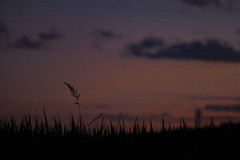 夕暮れ