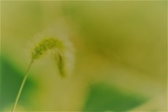 秋