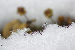 雪どけ