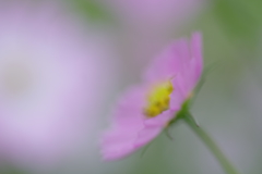 秋桜