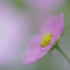 秋桜