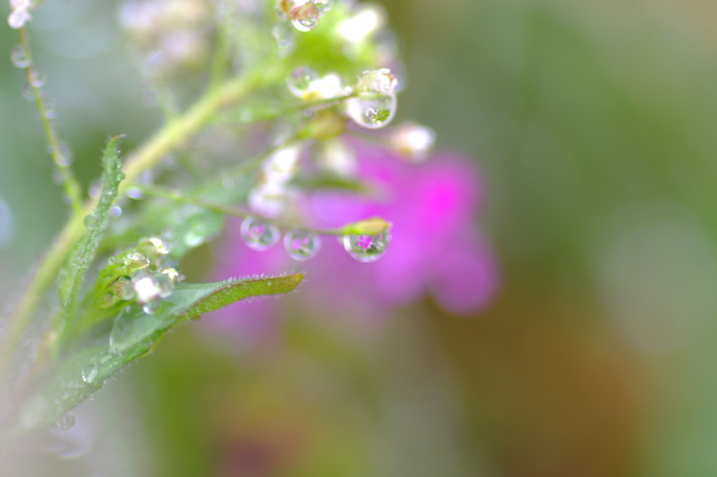 雨上がり