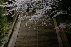 石段と桜