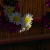 菊