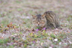 ねこ　