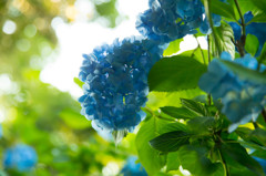 紫陽花