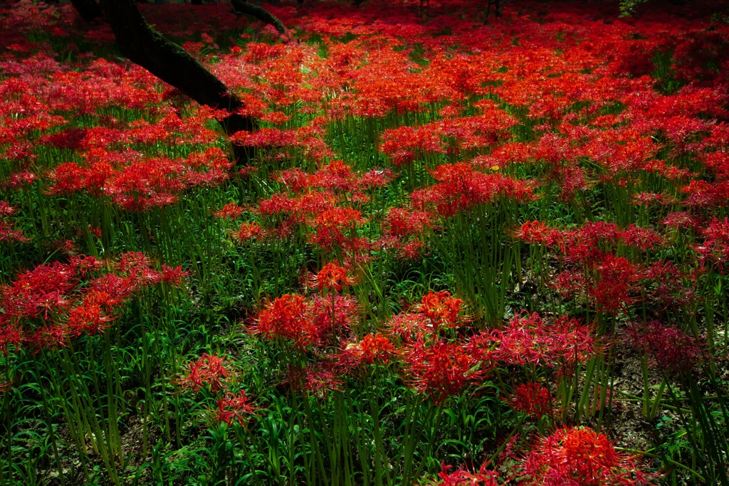 紅の華