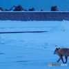 雪〜やコンコン