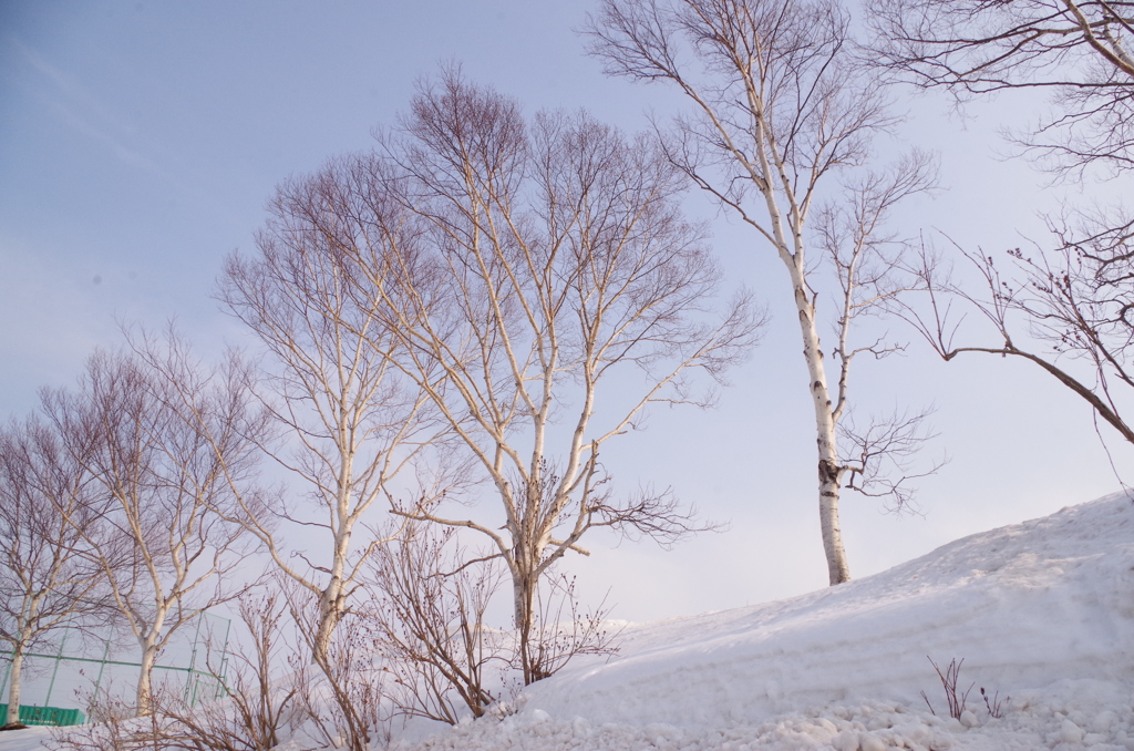 普通に白樺