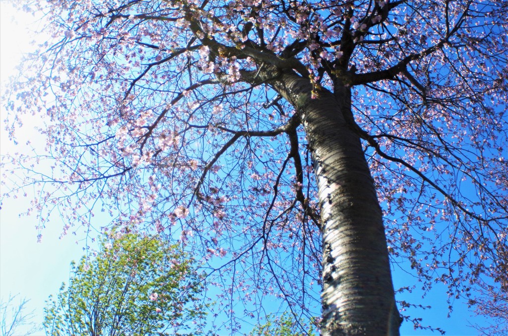 強風に翻弄される桜