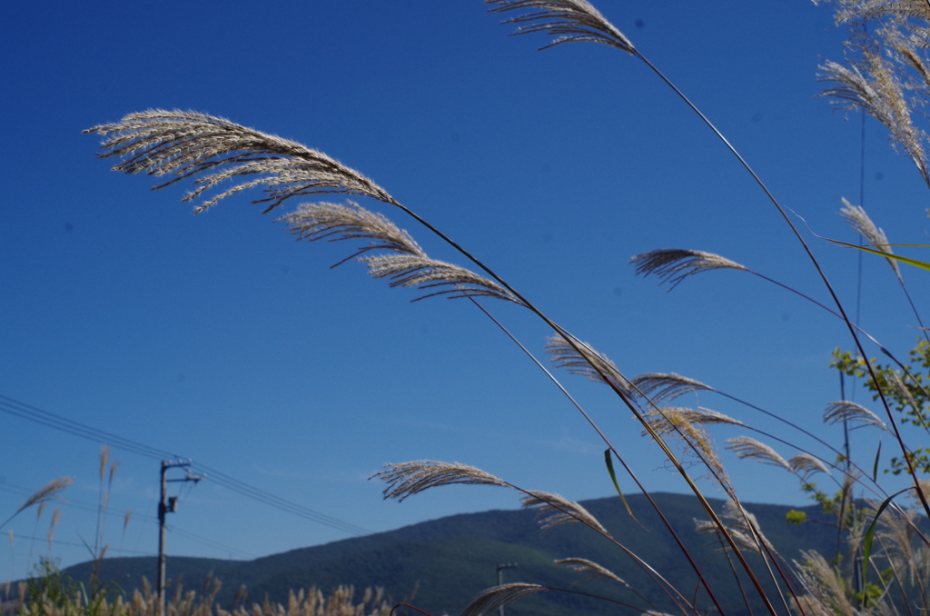 秋そよぐ２・・・