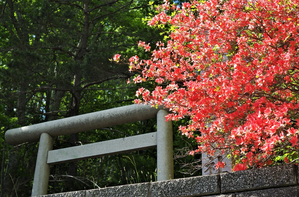 鳥居に花・・・