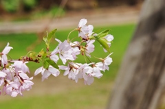 桜・枝先