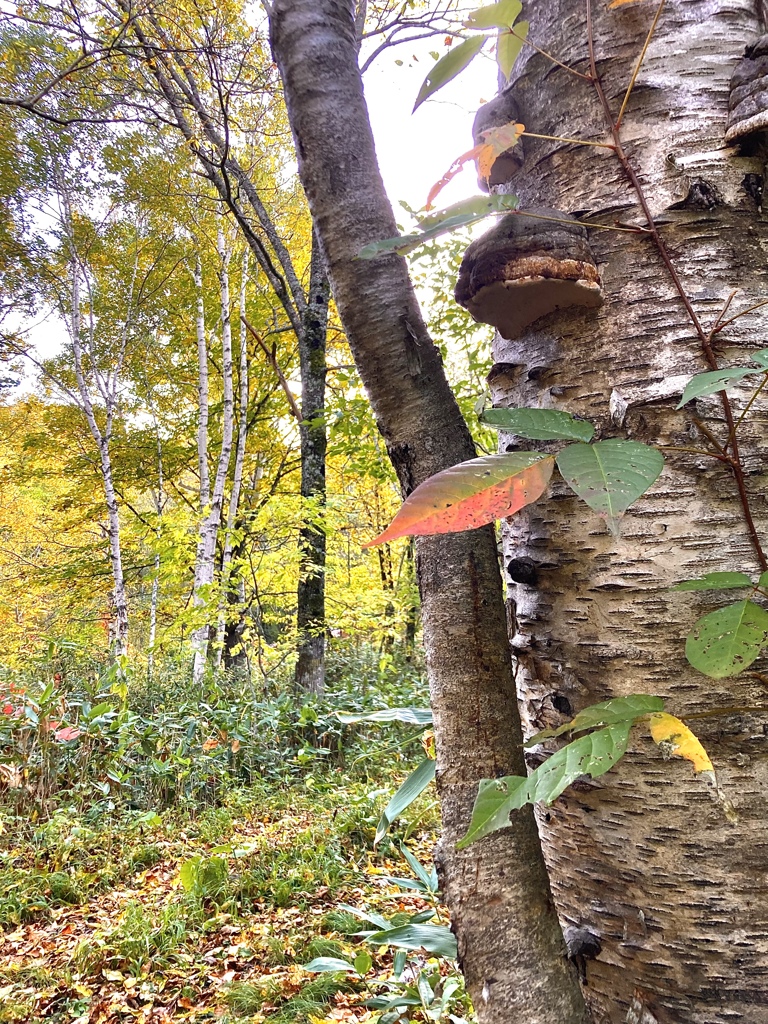 秋の林道で