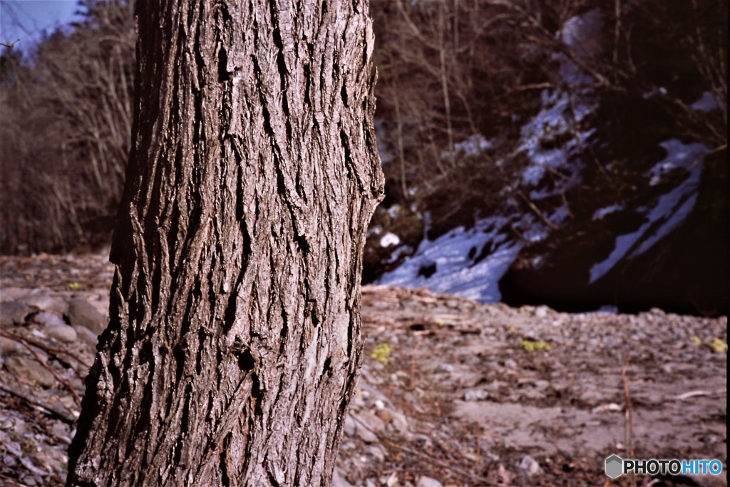 雪解けまで耐えた・・・