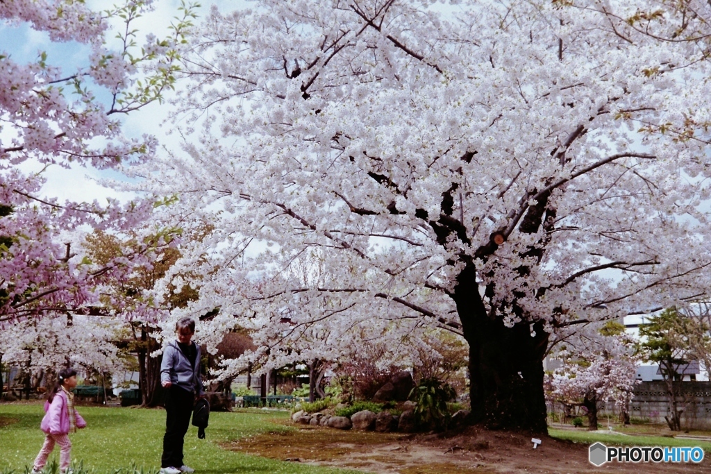 庭園桜４