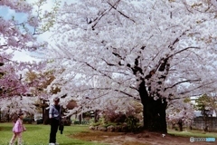 庭園桜４