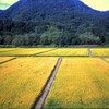 刈り取りの季節