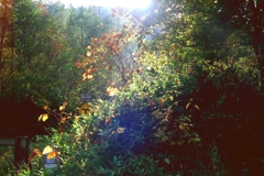 秋の林道で