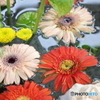 小樽住吉　花手水